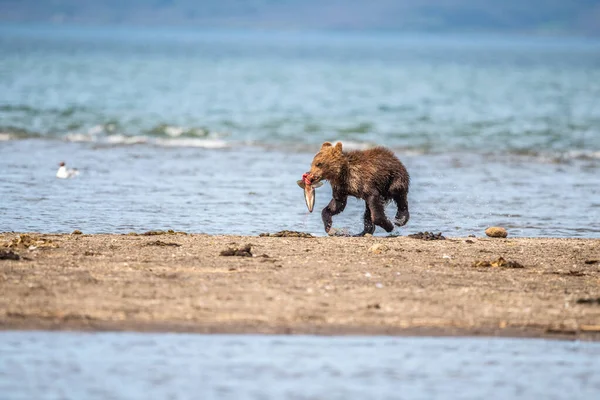 Vládnoucí Krajině Medvědi Hnědí Kamčatka Ursus Arctos Beringianus — Stock fotografie