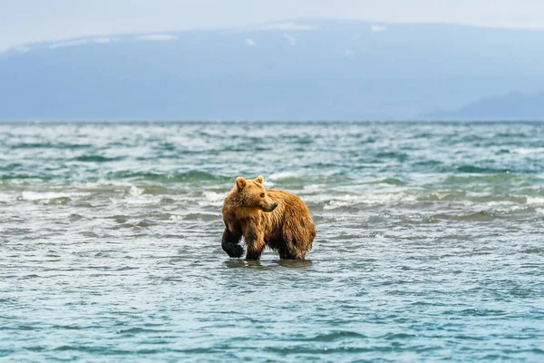 Het Landschap Regeren Bruine Beren Van Kamchatka Ursus Arctos Beringianus — Stockfoto