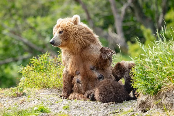 Topraklara Hükmeden Kamçatka Nın Kahverengi Ayıları Ursus Arctos Beringianus — Stok fotoğraf