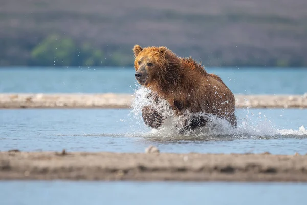 Härska Över Landskapet Bruna Björnar Kamchatka Ursus Arctos Beringianus — Stockfoto