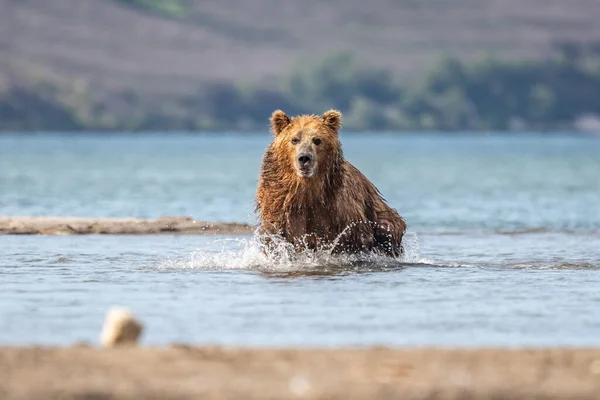 Просуваючись Ландшафту Бурі Ведмеді Камчатки Ursus Arctos Beringianus — стокове фото