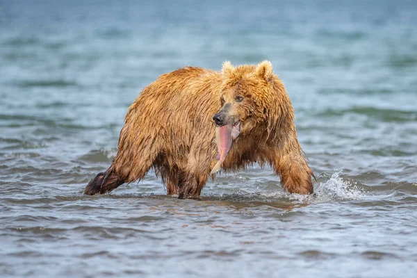 Die Braunbären Von Kamtschatka Ursus Arctos Beringianus Beherrschen Die Landschaft — Stockfoto