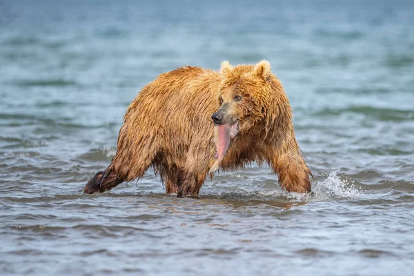 Gobernando Paisaje Osos Pardos Kamchatka Ursus Arctos Beringianus — Foto de Stock