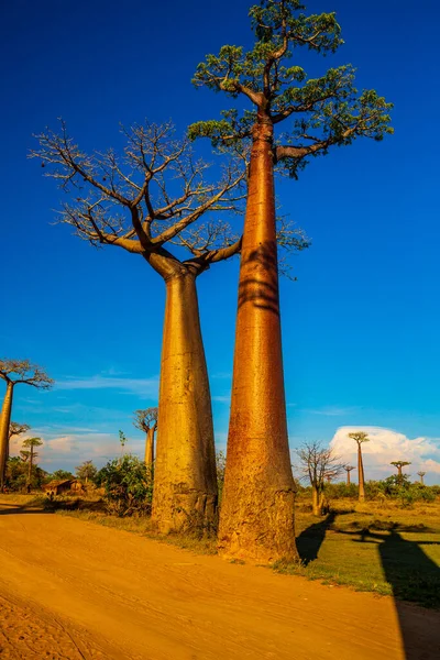 Prachtige Baobabbomen Bij Zonsondergang Aan Laan Van Baobabs Madagaskar — Stockfoto