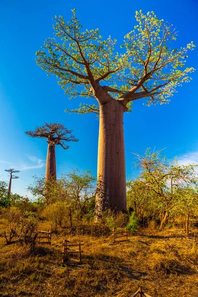 Krásné Baobab Stromy Při Západu Slunce Avenue Baobabs Madagaskaru — Stock fotografie