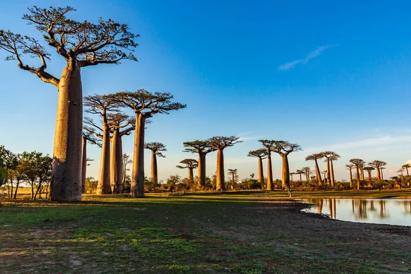 Baobab ağaçları gün batımında Madagaskar 'da Baobab Bulvarı' nda