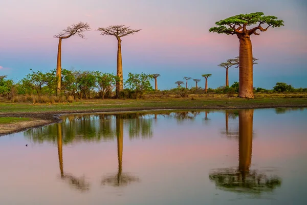 Krásné Baobab Stromy Při Západu Slunce Avenue Baobabs Madagaskaru — Stock fotografie
