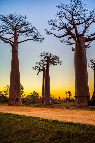 Hermosos Árboles Baobab Atardecer Avenida Los Baobabs Madagascar —  Fotos de Stock