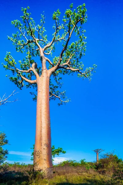Vackra Baobab Träd Vid Solnedgången Avenyn Baobabs Madagaskar — Stockfoto