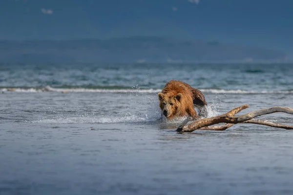 Vládnoucí Krajině Medvědi Hnědí Kamčatka Ursus Arctos Beringianus — Stock fotografie