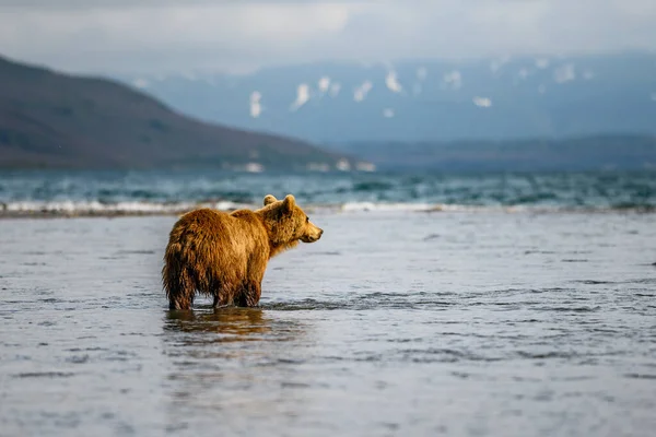 Die Braunbären Von Kamtschatka Ursus Arctos Beringianus Beherrschen Die Landschaft — Stockfoto