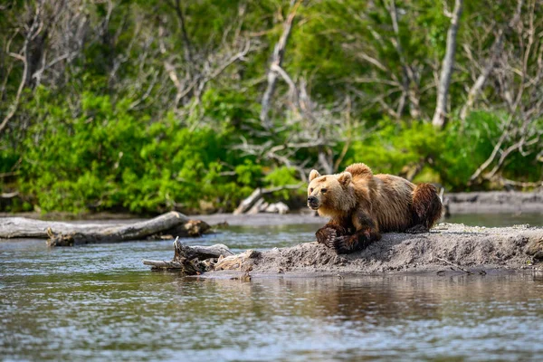 風景を支配します カムチャツカの茶色のクマ ウルス アルコスBeringianus — ストック写真