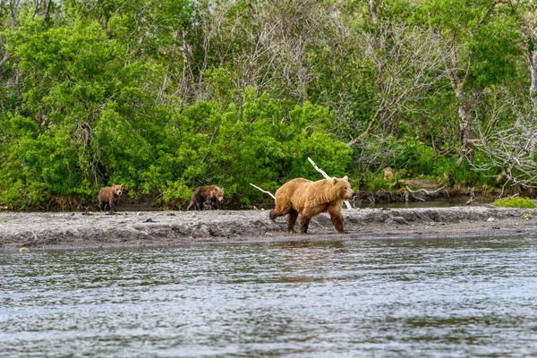 Die Braunbären Von Kamtschatka Ursus Arctos Beringianus Beherrschen Die Landschaft — Stockfoto