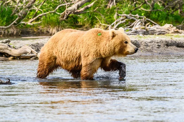 堪察加半岛的棕熊 Ursus Arctos Berπanus 统治着整个风景 — 图库照片