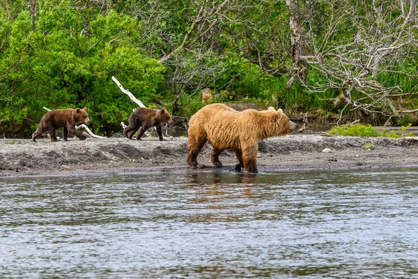 Die Braunbären Von Kamtschatka Ursus Arctos Beringianus Beherrschen Die Landschaft — Stockfoto