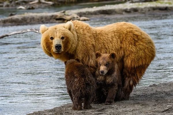 堪察加半岛的棕熊 Ursus Arctos Berπanus 统治着整个风景 — 图库照片