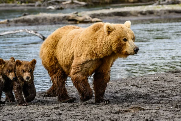 Gobernando Paisaje Osos Pardos Kamchatka Ursus Arctos Beringianus —  Fotos de Stock