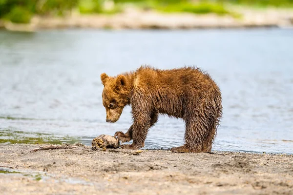 Het Landschap Regeren Bruine Beren Van Kamchatka Ursus Arctos Beringianus — Stockfoto