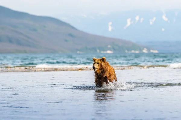 Governare Paesaggio Orsi Bruni Kamchatka Ursus Arctos Beringianus — Foto Stock