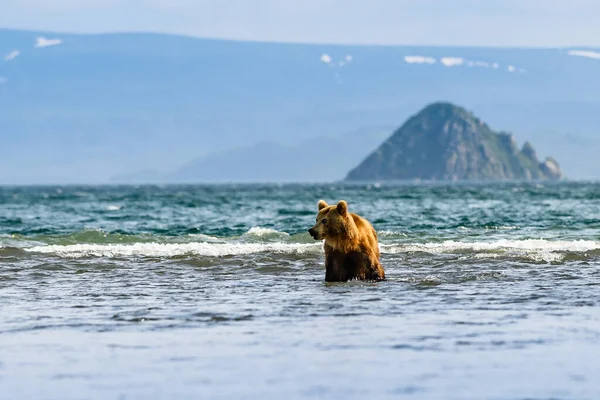 堪察加半岛的棕熊 Ursus Arctos Berπanus 统治着整个风景 — 图库照片