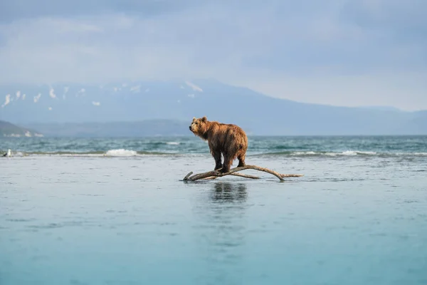 風景を支配します カムチャツカの茶色のクマ ウルス アルコスBeringianus — ストック写真