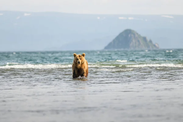 Governando Paisagem Ursos Pardos Kamchatka Ursus Arctos Beringianus — Fotografia de Stock