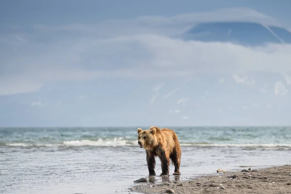 Ruling Landscape Brown Bears Kamchatka Ursus Arctos Beringianus — Stock Photo, Image