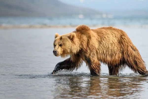 堪察加半岛的棕熊 Ursus Arctos Berπanus 统治着整个风景 — 图库照片