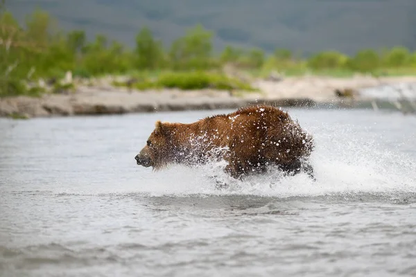 Просуваючись Ландшафту Бурі Ведмеді Камчатки Ursus Arctos Beringianus — стокове фото