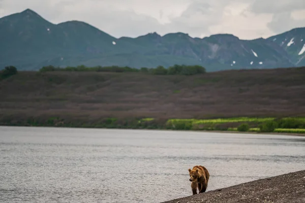 Ruling Landscape Brown Bears Kamchatka Ursus Arctos Beringianus — Stock Photo, Image