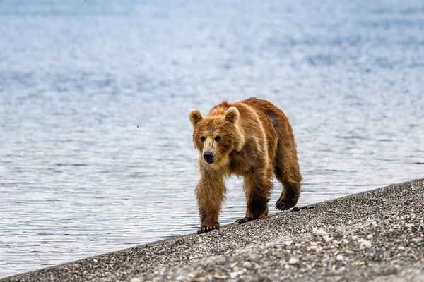 Vládnoucí Krajině Medvědi Hnědí Kamčatka Ursus Arctos Beringianus — Stock fotografie