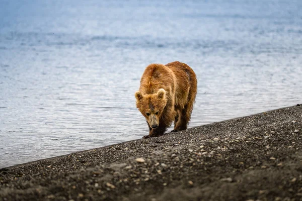 Het Landschap Regeren Bruine Beren Van Kamchatka Ursus Arctos Beringianus — Stockfoto