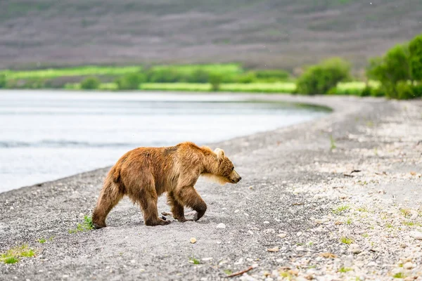 Gobernando Paisaje Osos Pardos Kamchatka Ursus Arctos Beringianus — Foto de Stock