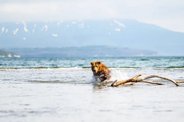 Gobernando Paisaje Osos Pardos Kamchatka Ursus Arctos Beringianus —  Fotos de Stock