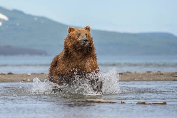 Просуваючись Ландшафту Бурі Ведмеді Камчатки Ursus Arctos Beringianus — стокове фото