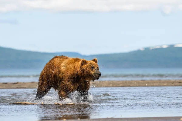 Härska Över Landskapet Bruna Björnar Kamchatka Ursus Arctos Beringianus — Stockfoto