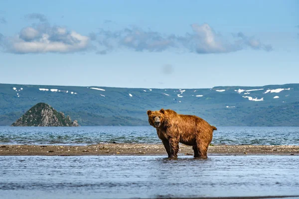 Gobernando Paisaje Osos Pardos Kamchatka Ursus Arctos Beringianus —  Fotos de Stock