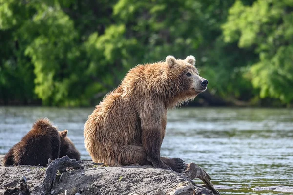 Härska Över Landskapet Bruna Björnar Kamchatka Ursus Arctos Beringianus — Stockfoto