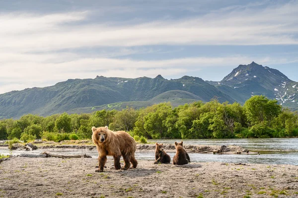 Uralkodó Táj Barna Medvék Kamchatka Ursus Arctos Beringianus — Stock Fotó