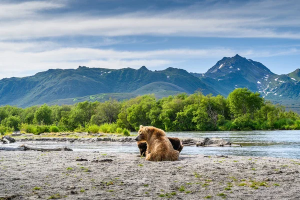 Die Braunbären Von Kamtschatka Ursus Arctos Beringianus Beherrschen Die Landschaft — Stockfoto