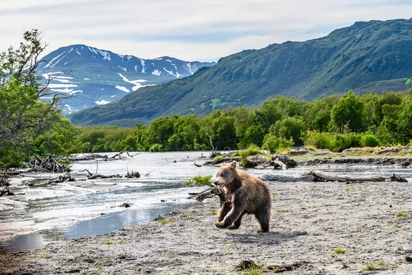 Topraklara hükmeden Kamçatka 'nın kahverengi ayıları (Ursus arctos beringianus)