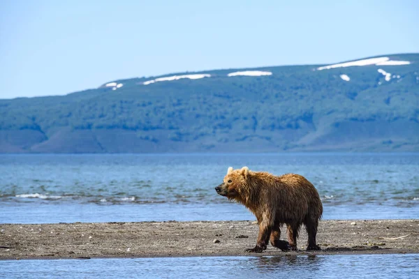 Gobernando Paisaje Osos Pardos Kamchatka Ursus Arctos Beringianus — Foto de Stock