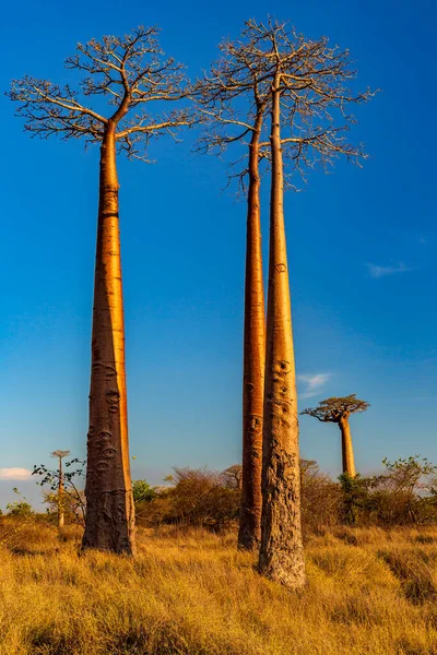 Belas Árvores Baobab Pôr Sol Avenida Dos Baobás Madagáscar — Fotografia de Stock