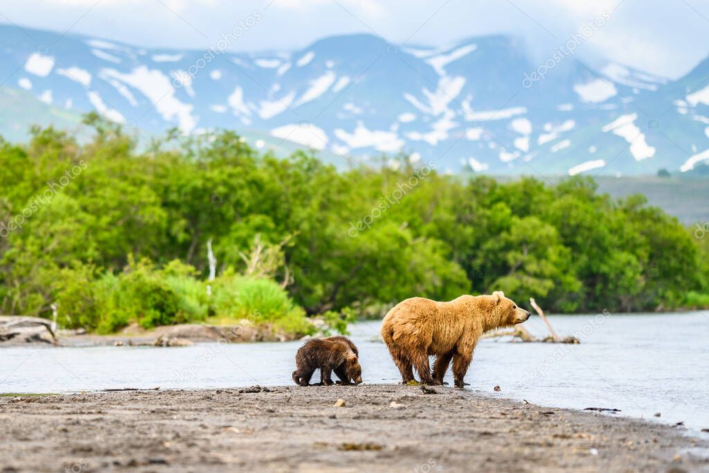 Ruling the landscape, brown bears of Kamchatka (Ursus arctos beringianus)