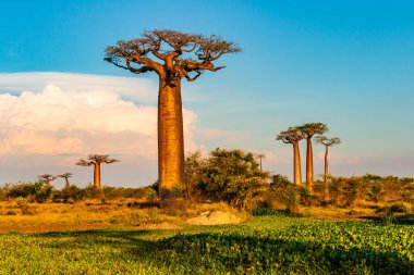 Baobab ağaçları gün batımında Madagaskar 'da Baobab Bulvarı' nda