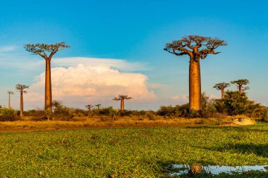 Baobab ağaçları gün batımında Madagaskar 'da Baobab Bulvarı' nda