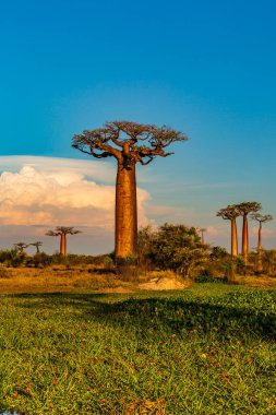 Baobab ağaçları gün batımında Madagaskar 'da Baobab Bulvarı' nda