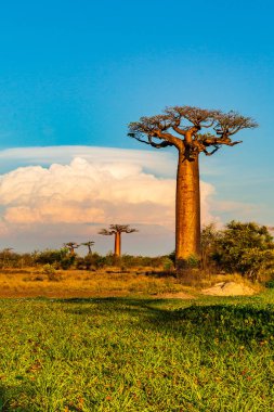 Baobab ağaçları gün batımında Madagaskar 'da Baobab Bulvarı' nda