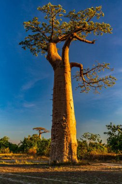 Baobab ağaçları gün batımında Madagaskar 'da Baobab Bulvarı' nda