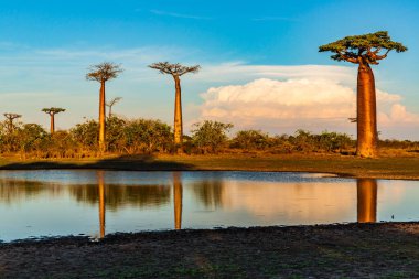 Baobab ağaçları gün batımında Madagaskar 'da Baobab Bulvarı' nda